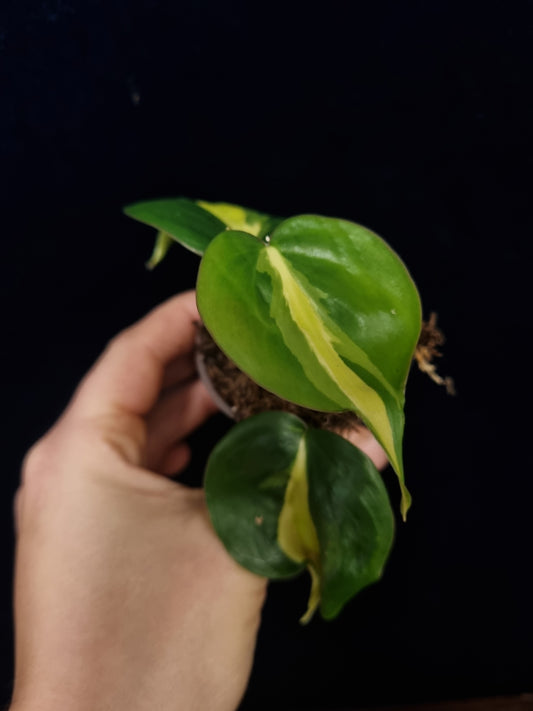 Philodendron Cream Splash