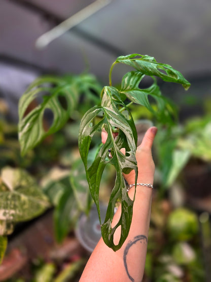 Monstera Adansonii Indonesian Marble