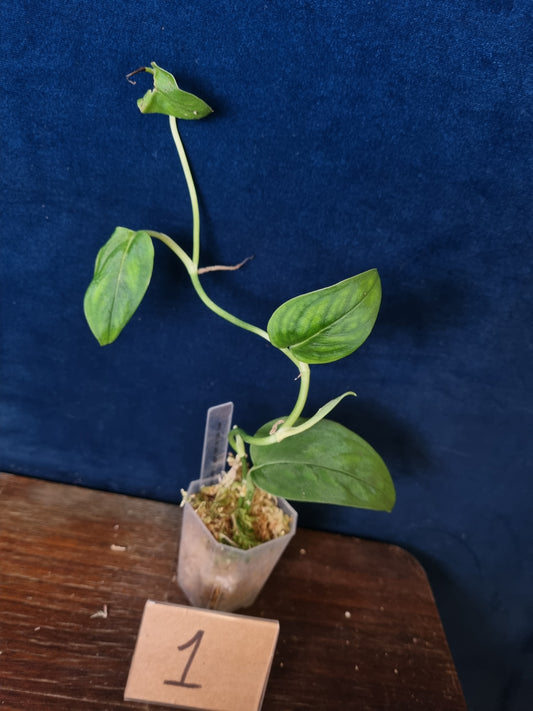 Monstera NO ID Velvet 'theplantaccount'