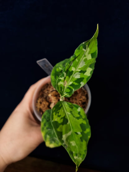 Aglaonema Pictum Tricolor