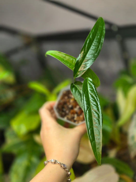 Monstera Obliqua Yasuni