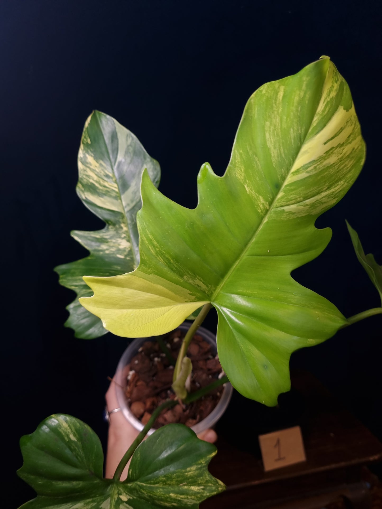 Philodendron Florida Beauty x Mayoi