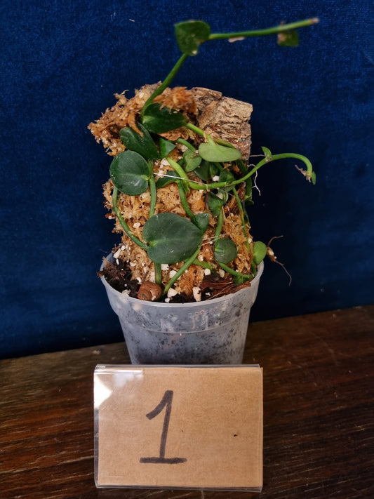 Rhaphidophora Hayi
