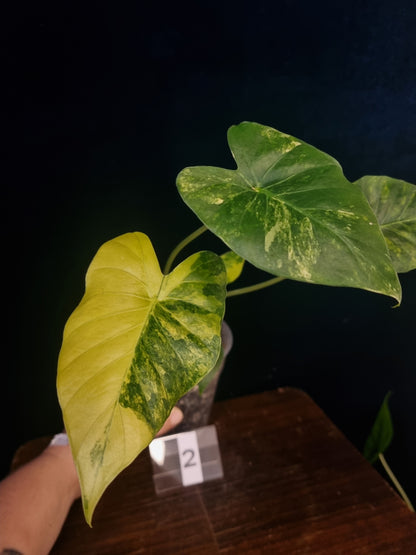 Alocasia Gageana Odora Aurea Medium