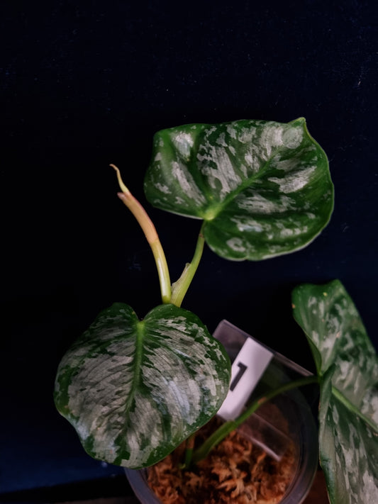 Philodendron Brandtianum Wild Form