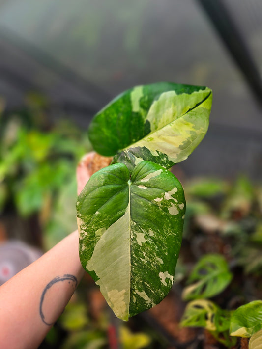 Syngonium Chiapense Variegata