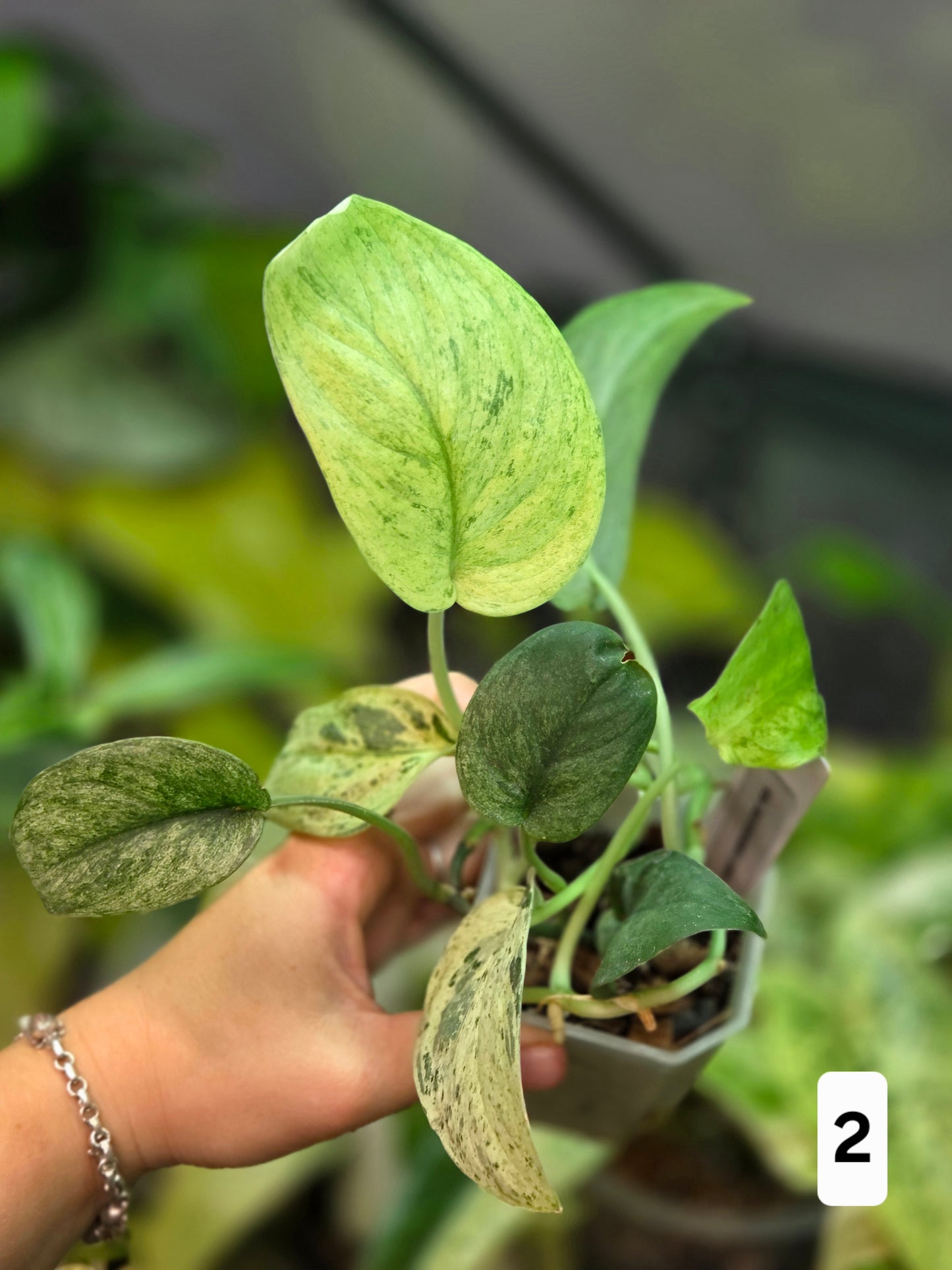 Scindapsus Jade Satin Marble Queen - Large