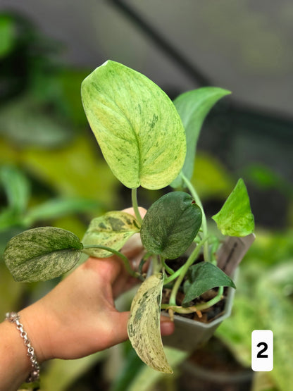 Scindapsus Jade Satin Marble Queen - Large