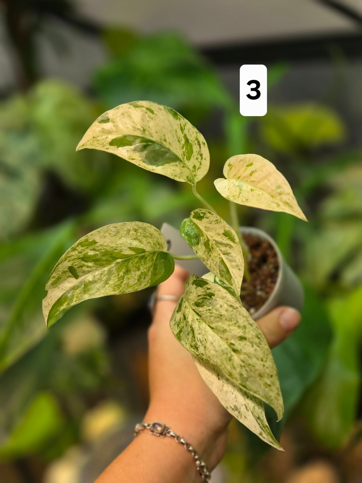 Epipremnum Pinnatum Cebu Blue Variegata