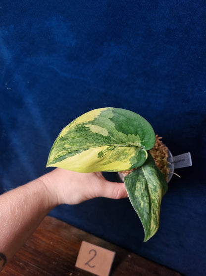 Scindapsus Jade Satin Aurea Medium
