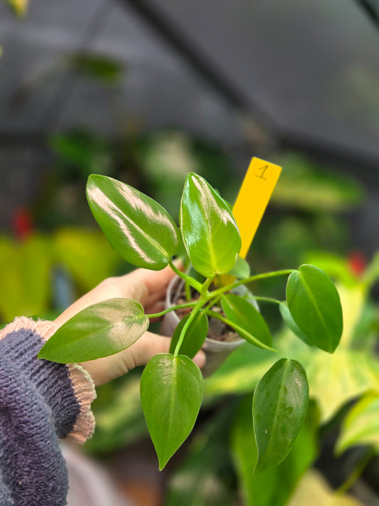 Philodendron Corovadensis