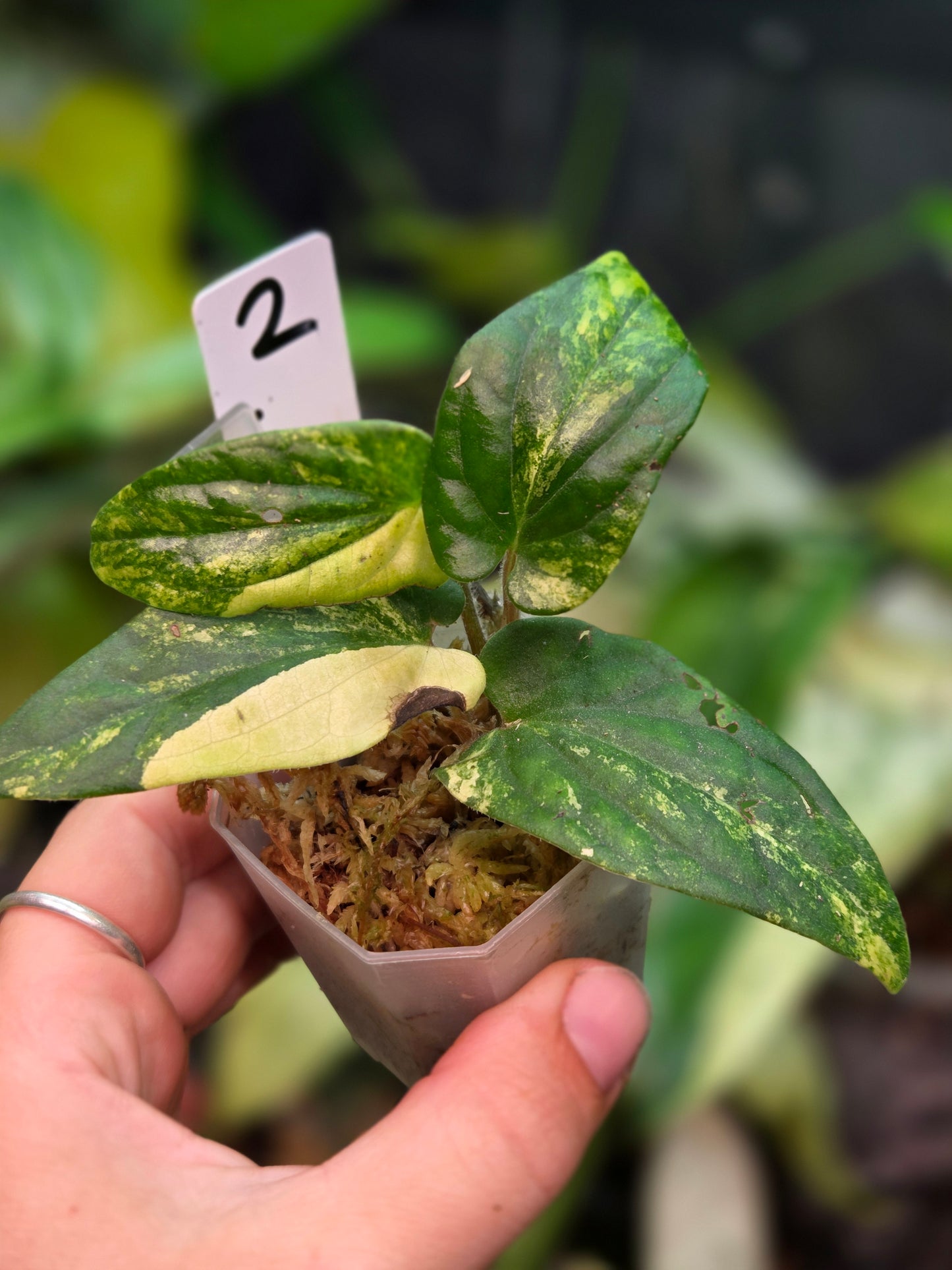 Piper SP. Aurea