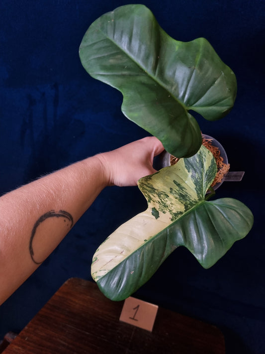 Philodendron Bipennifolium Variegata