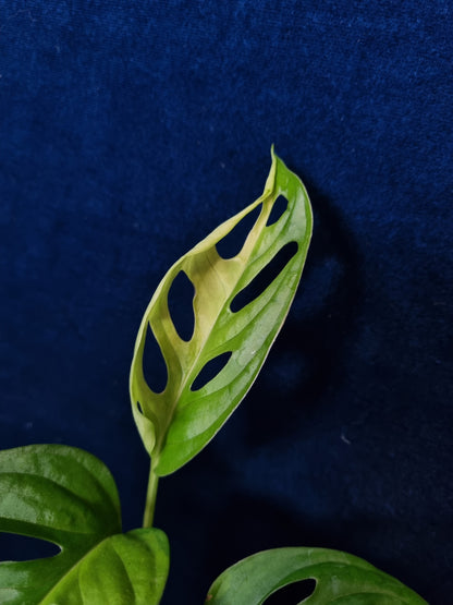 Monstera Adansonii Aurea