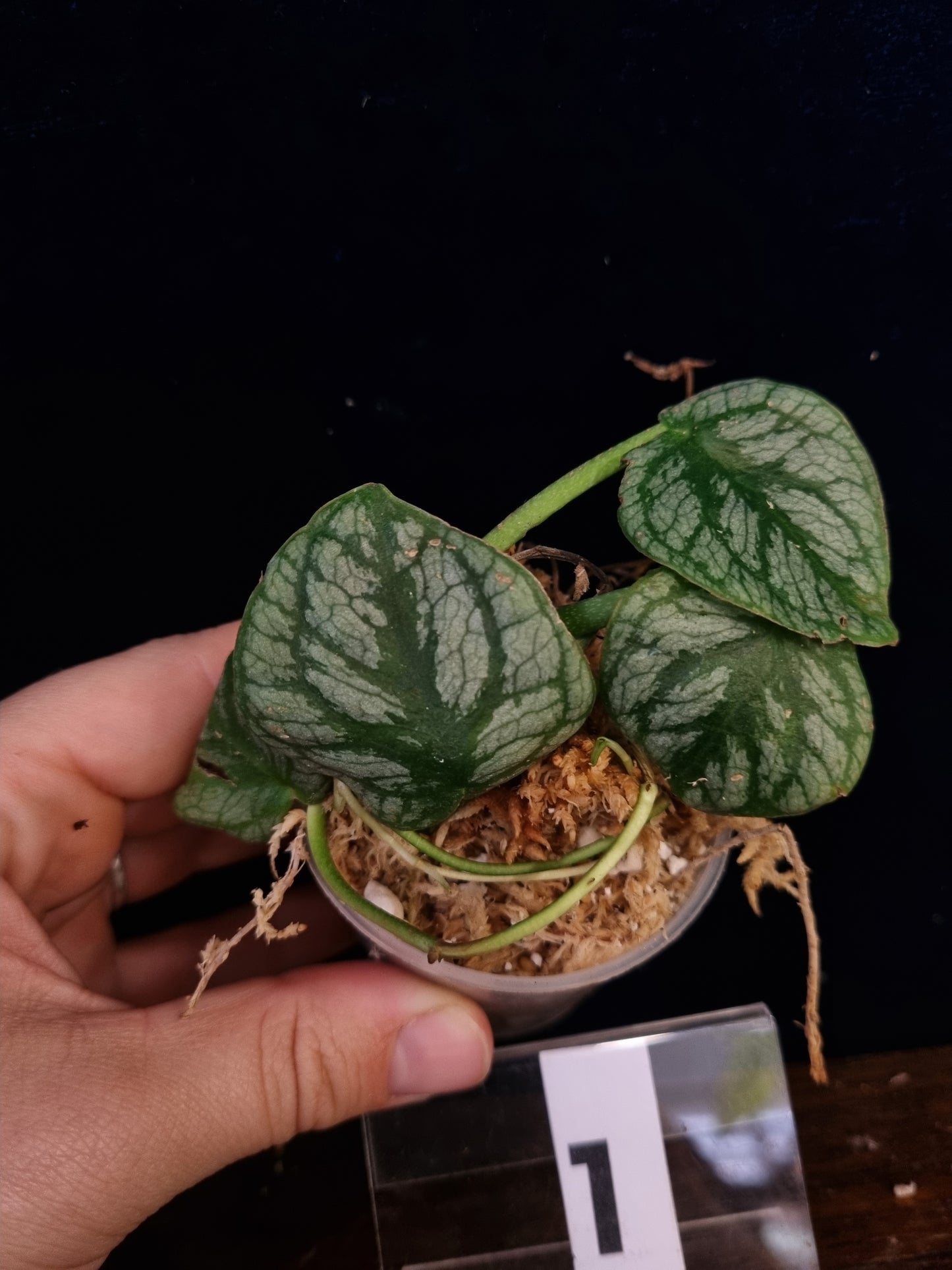 Monstera Dubia Small