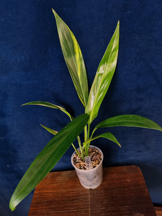 Epipremnum Amplissimum Aurea