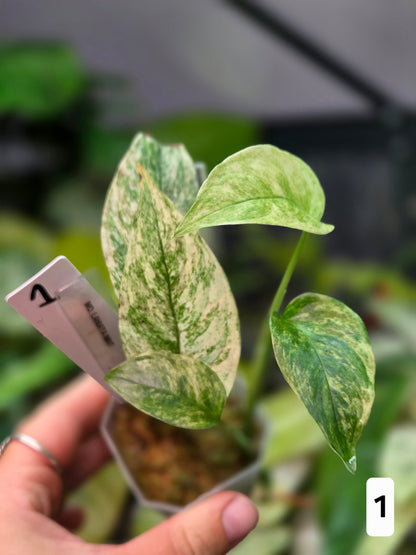 Monstera Laniata Mint