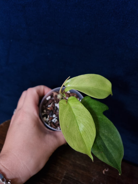 Philodendron Florida Ghost