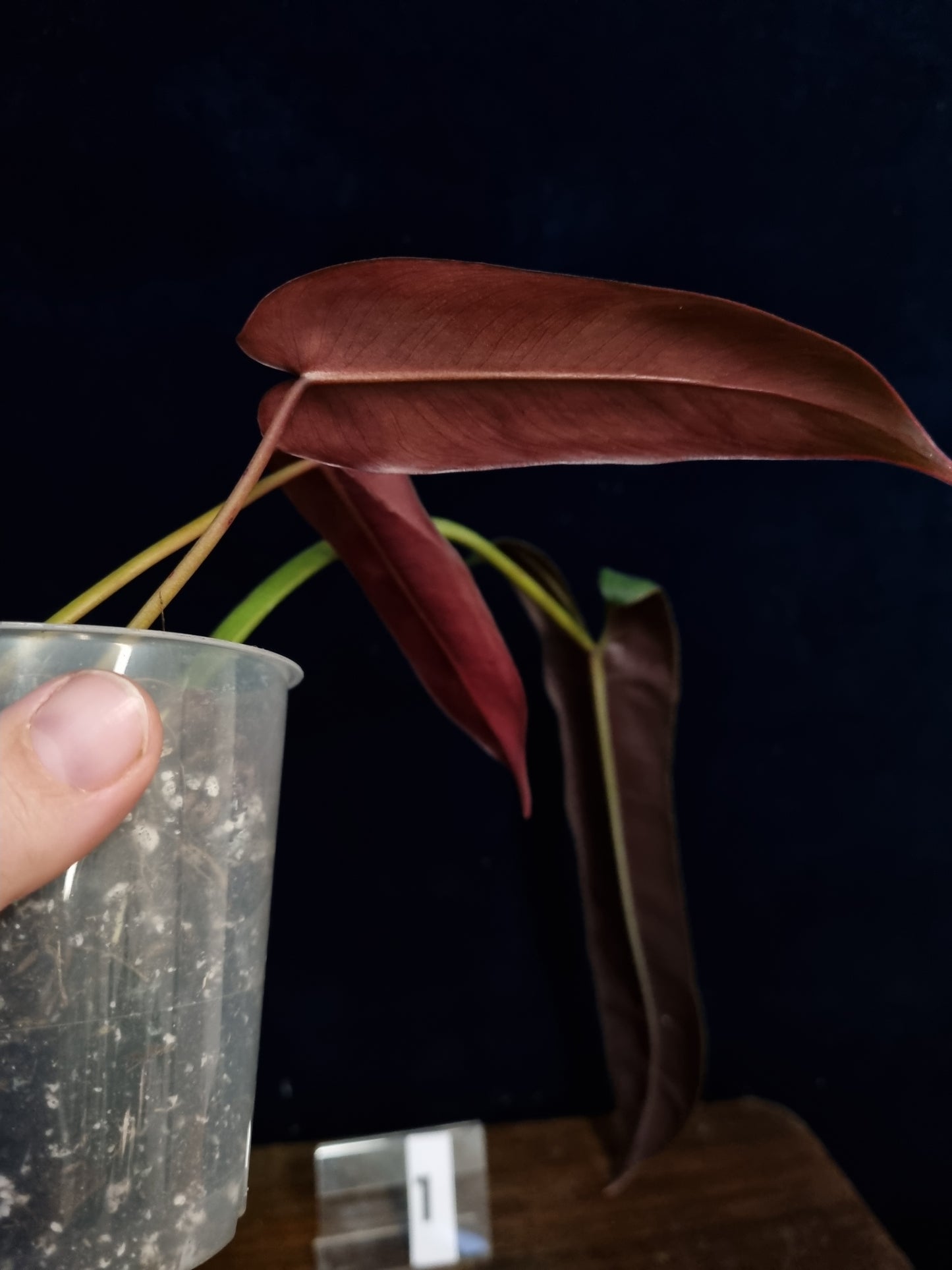 Philodendron Atabapoense