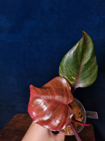 Philodendron Orange Princess