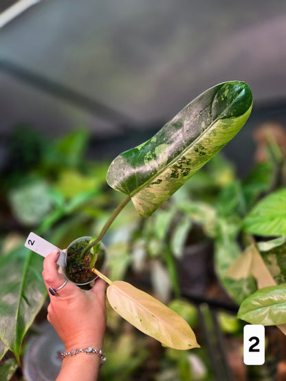Philodendron Whipple Way Marble/Mint