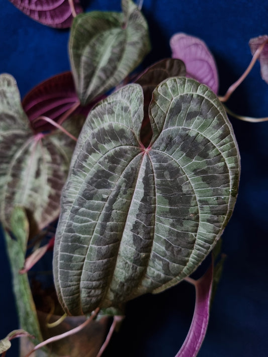 Dioscorea Discolor Big