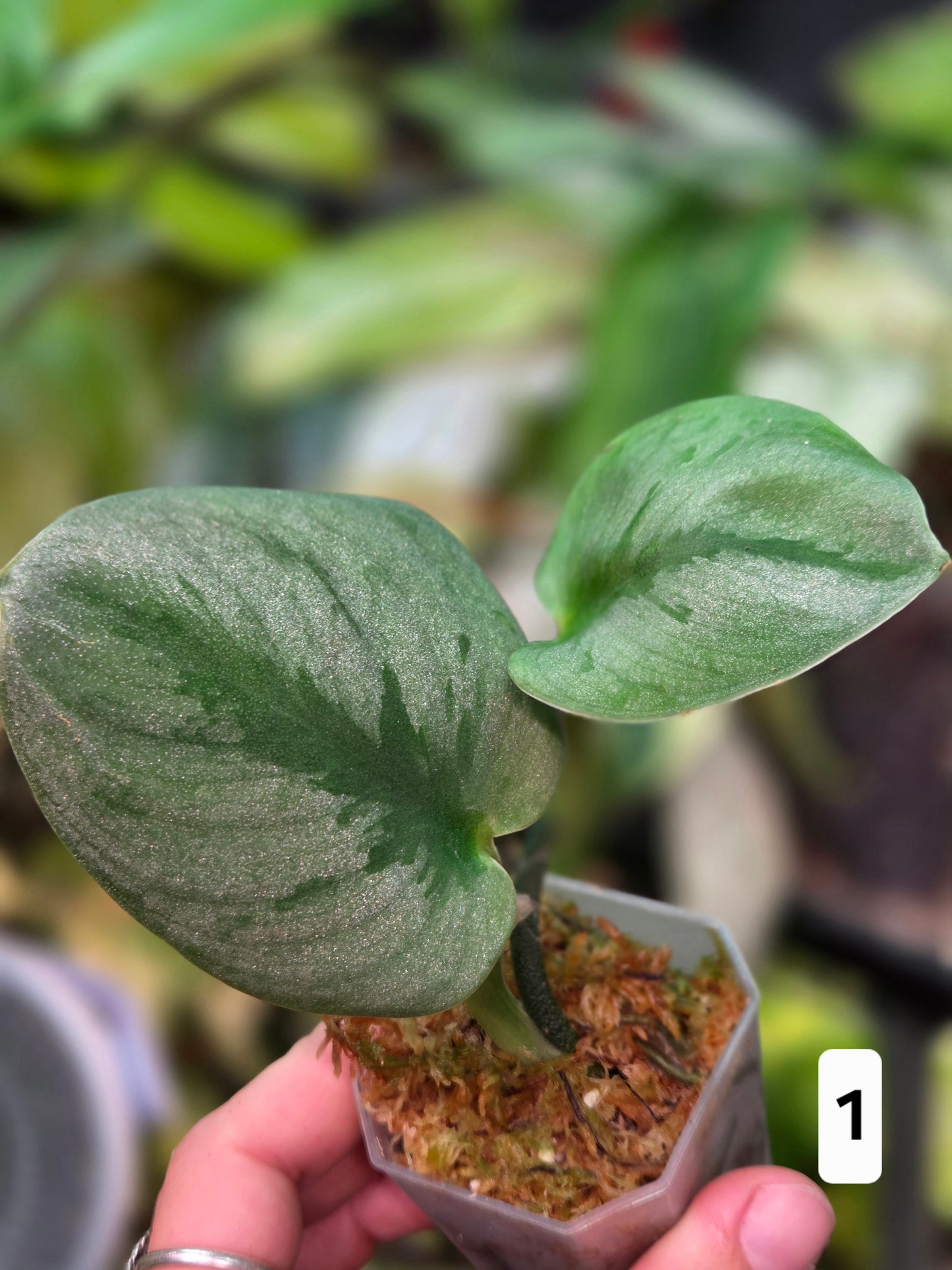 Scindapsus Silver Knight (Variegata) 'Kunzo'