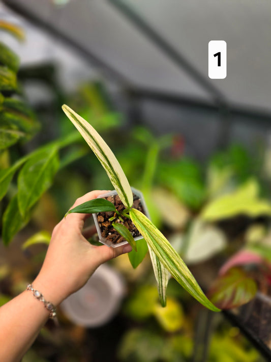 Epipremnum Amplissimum Silver Stripe Albo