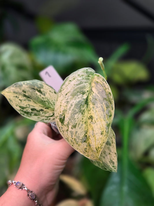 Scindapsus Peasun