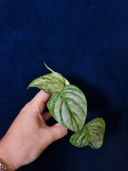 Philodendron Sodiroi Variegata