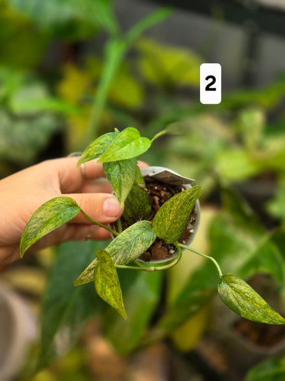 Epipremnum Pinnatum Cebu Blue Mint