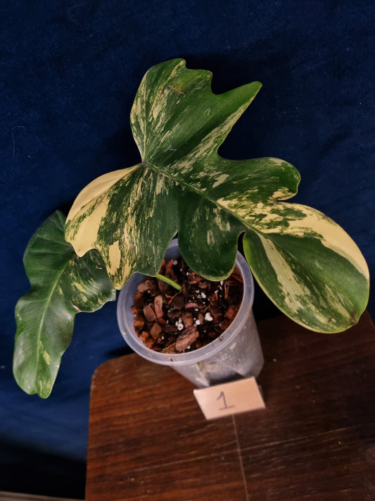 Philodendron Florida Beauty x Mayoi