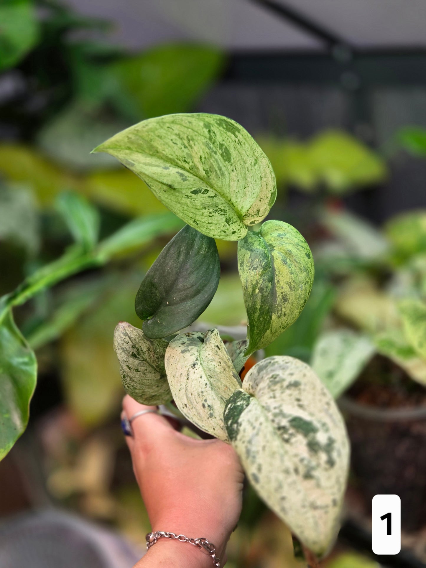 Scindapsus Jade Satin Marble Queen - Large