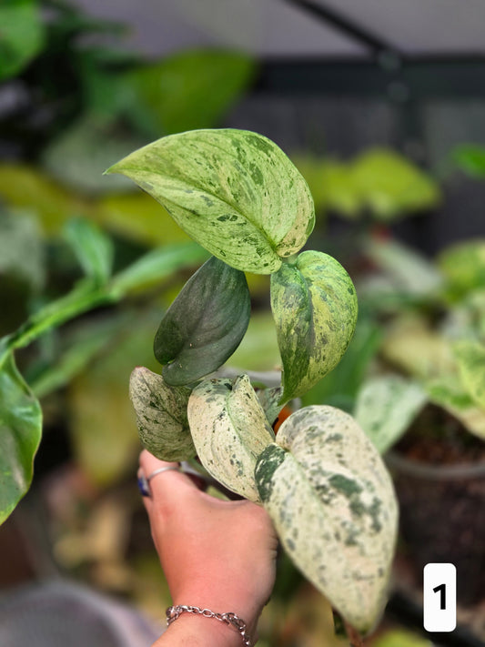 Scindapsus Jade Satin Marble Queen - Large