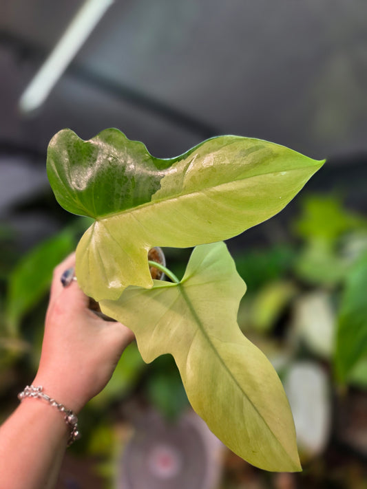 Philodendron Golden Dragon Mint