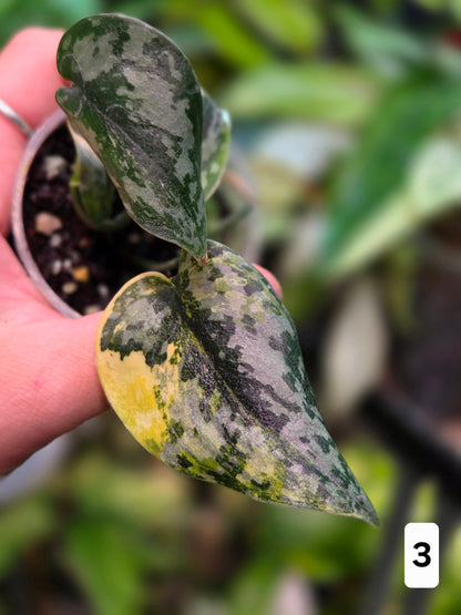 Scindapsus Apolaki
