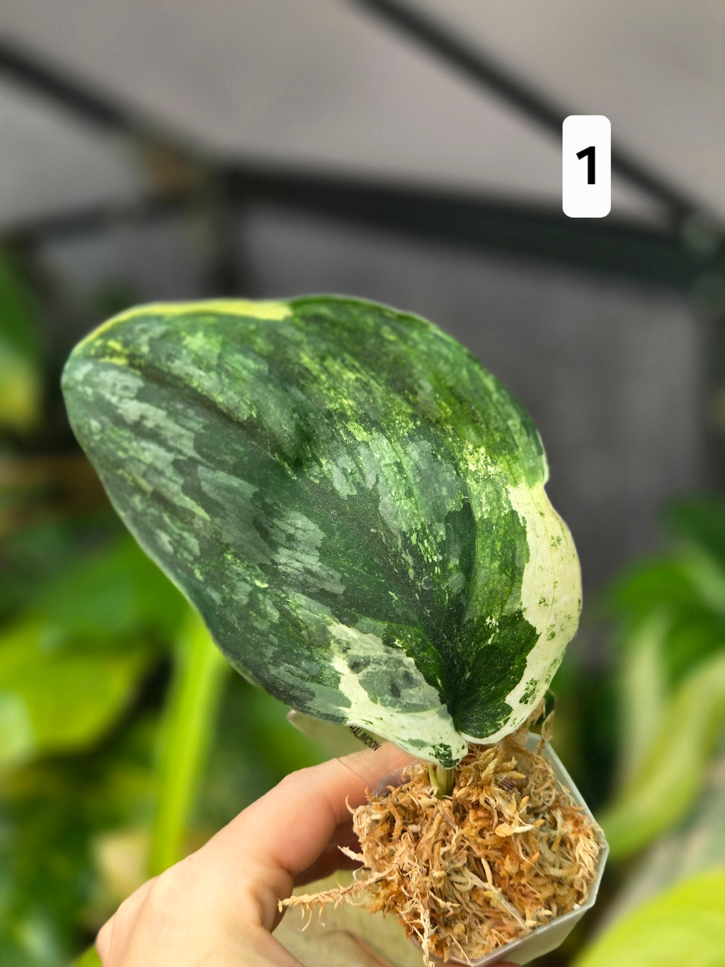 Scindapsus Halimoon Small