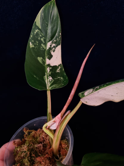 Philodendron Whipple Way sport/mint variegaton