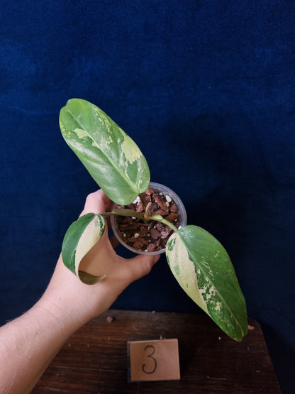 Philodendron Whipple Way Marble/Mint