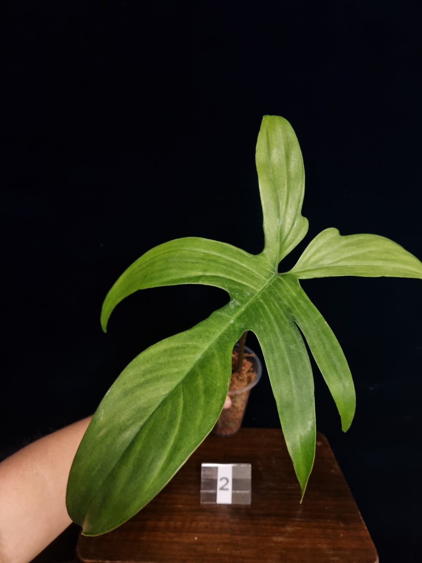 Philodendron Florida Ghost Big Leaf