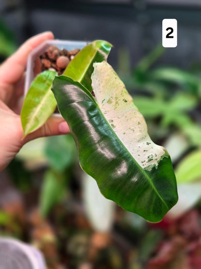 Philodendron Burle Marx Snow White