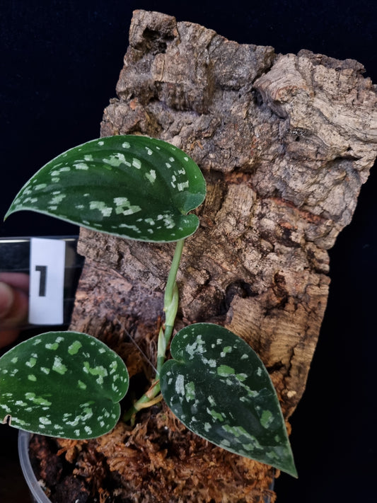 Scindapsus Sp Borneo/ Tricolor on Cork