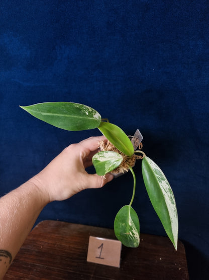 Philodendron Emerald Ice Small