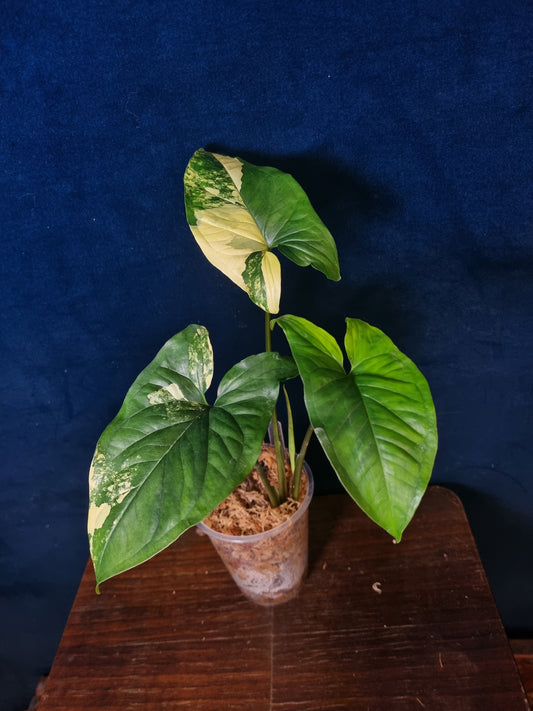 Syngonium Podophyllum Aurea