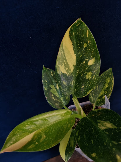 Philodendron Green Congo Variegata