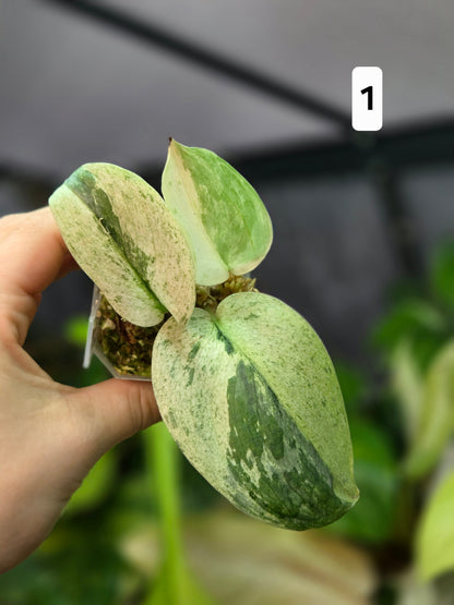 Scindapsus Peasun Small
