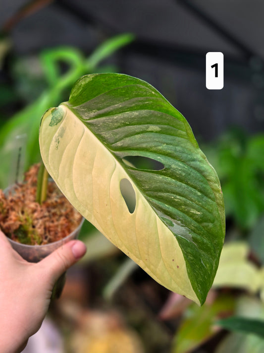 Monstera Obliqua Mayuna Variegata