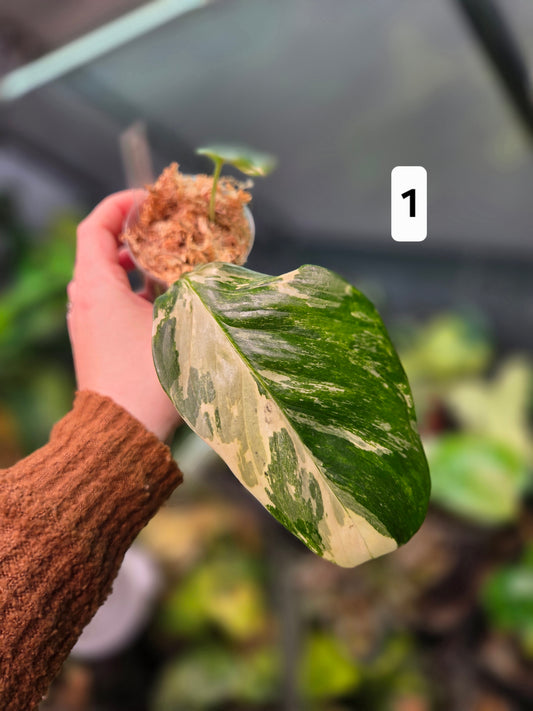 Monstera Lechleriana Variegata
