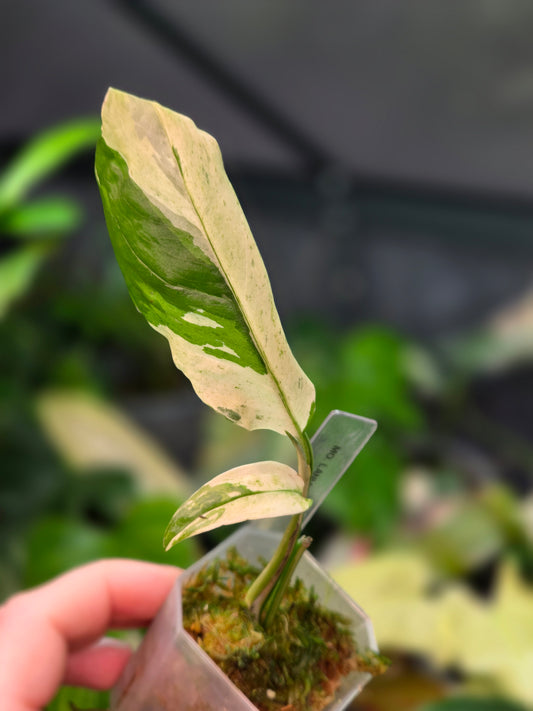 Monstera Laniata Albo Variegata