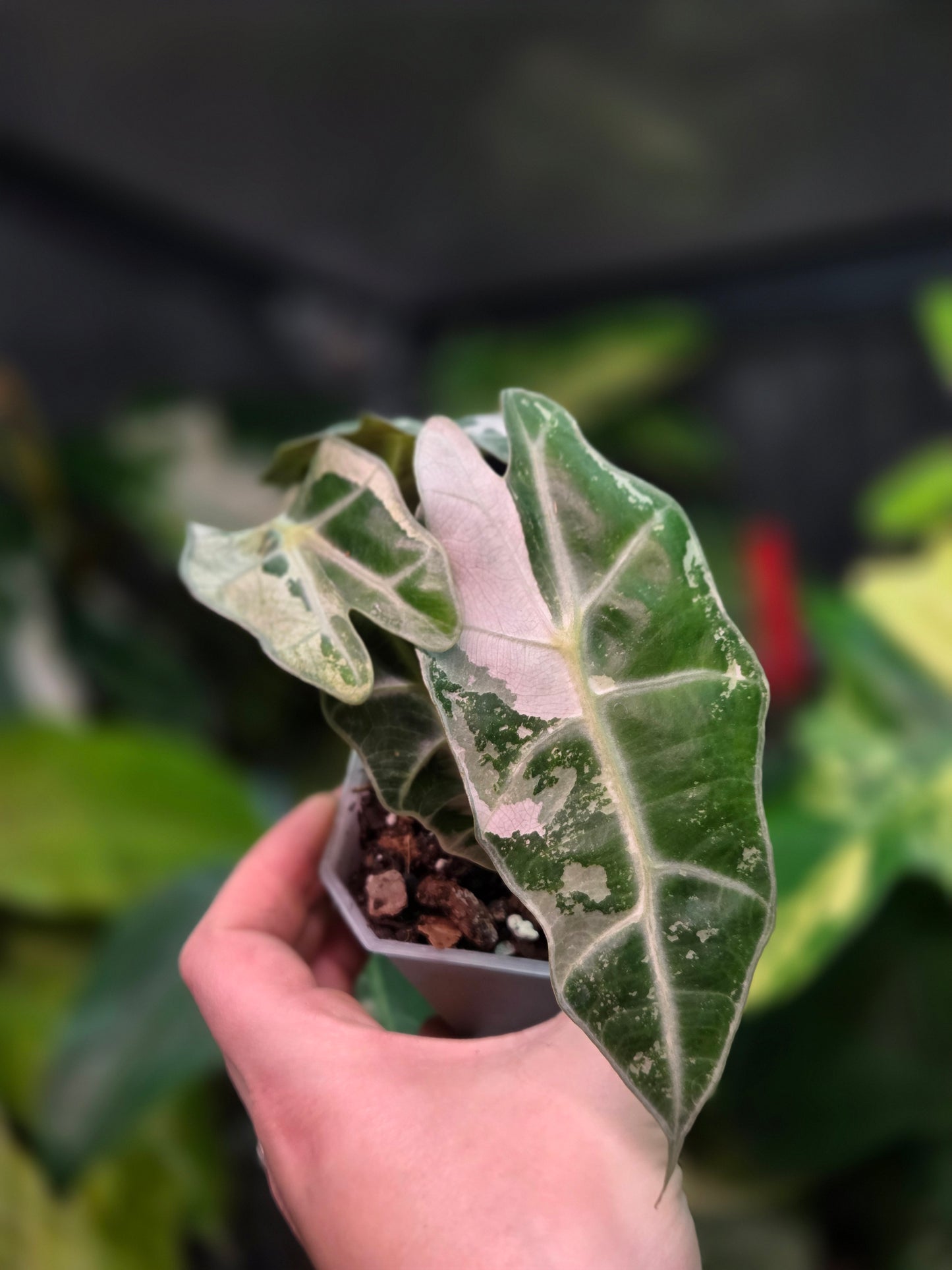 Alocasia Polly Pink